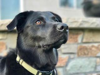 Black Labrador mix sitting in the sun, the household dog behind LIFA's pet skyr sprinkle