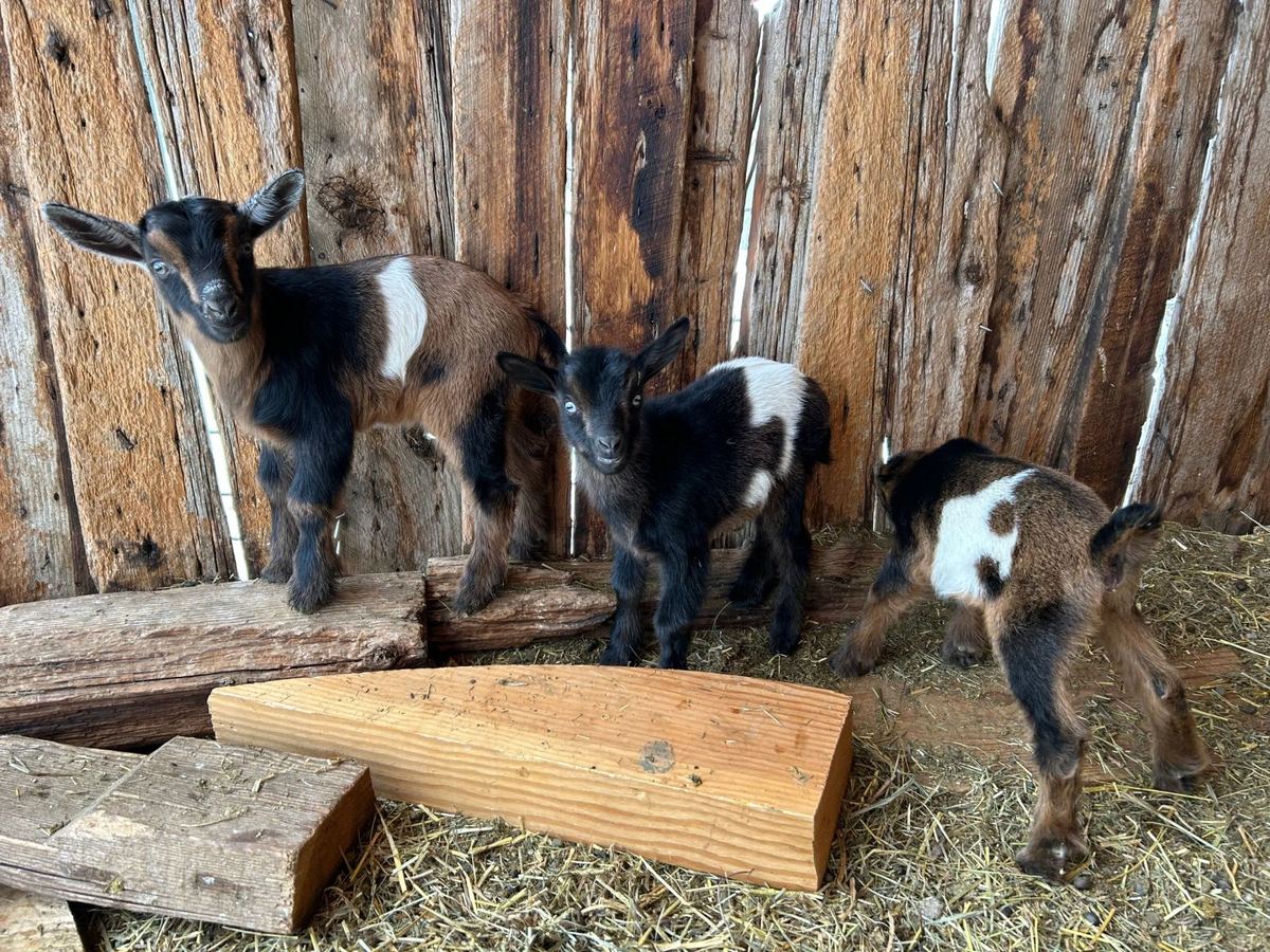Three young goats standing on straw beside a weathered wooden barn wall