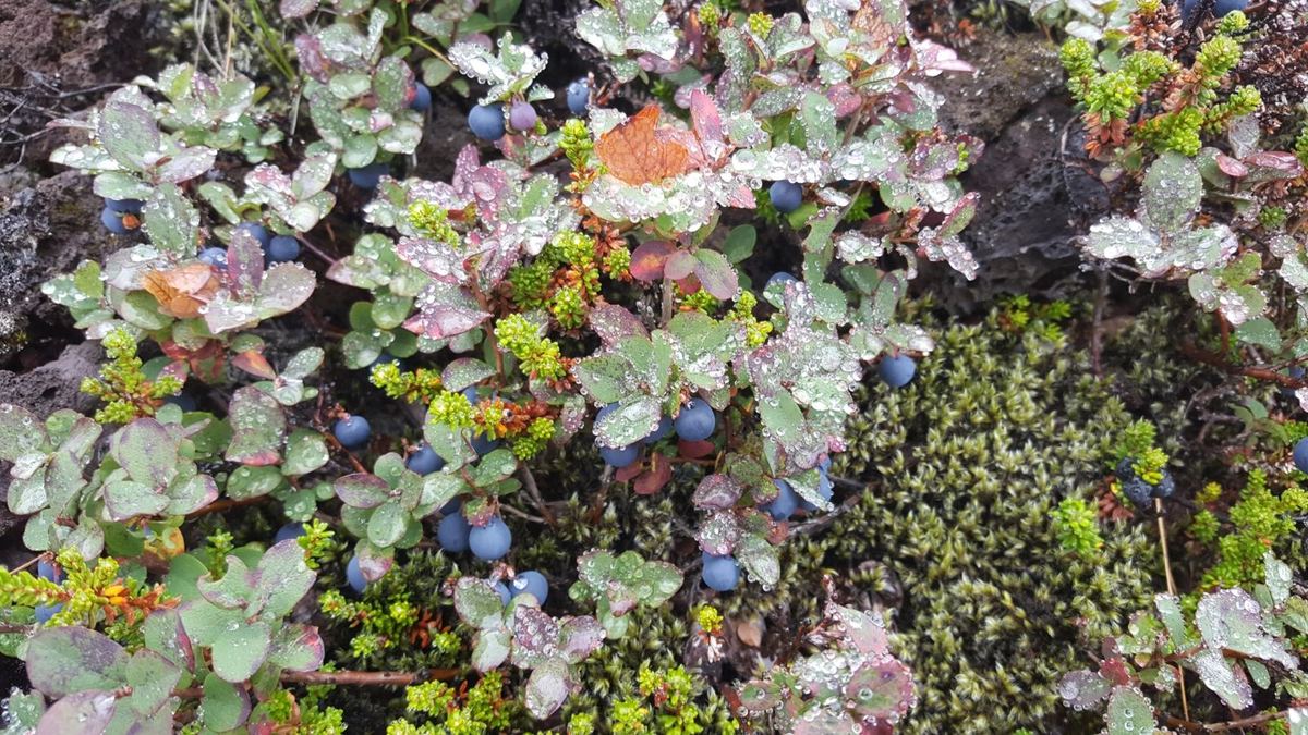 Wild Icelandic crowberries and bilberries growing among low ground cover