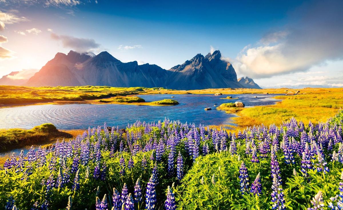 Icelandic valley filled with wild purple lupine beneath dark mountains — the landscape behind the name LIFA