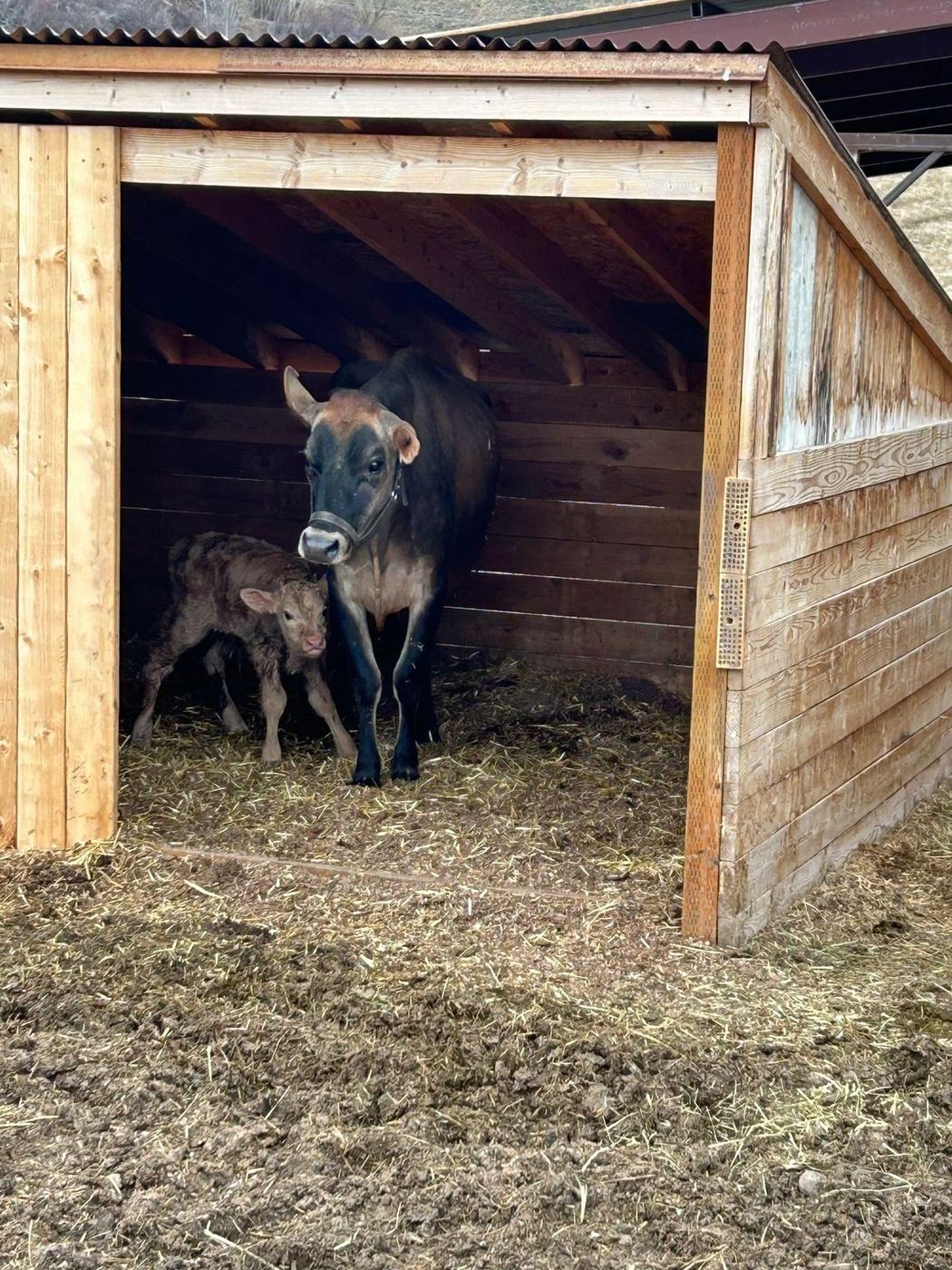Jersey cow and newborn calf resting inside a wooden barn in Utah