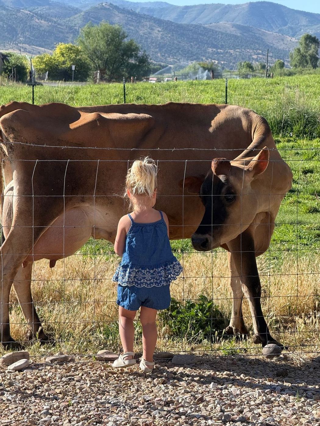 Young granddaughter meeting a Jersey cow across a pasture fence on a Utah farm