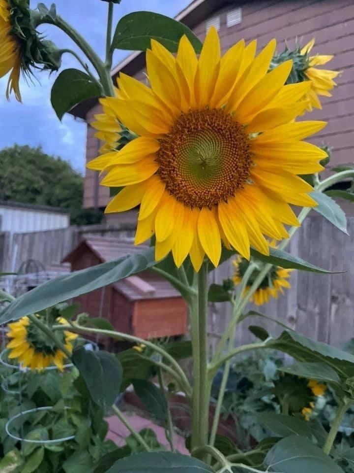 Sunflower blooming above a backyard vegetable bed amended with worm castings in Utah